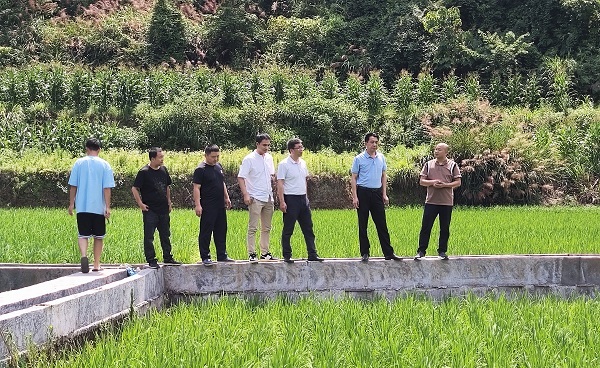 2.1省级专家服务团(九组)链动农业技术专家服务 水稻1组.jpg