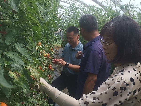 2.1 省级专家服务团(九组) 蔬菜 西红柿.jpg