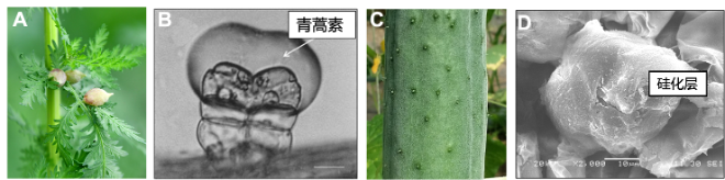 图1 腺体毛是植物产生特殊化合物的重要场所.png