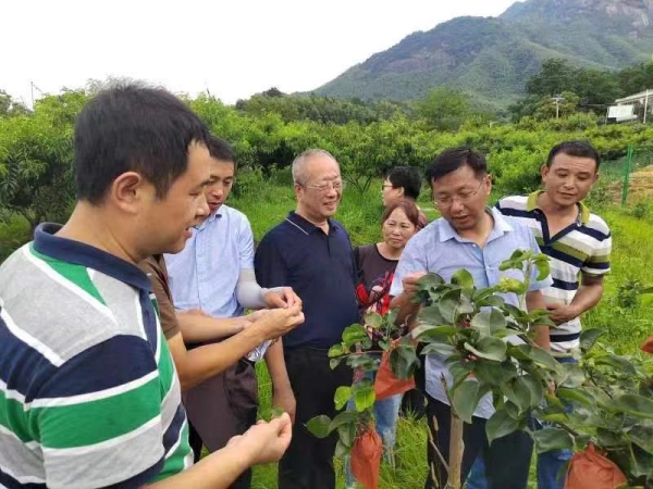 专家团指导桃梨病虫害绿色防控技术_副本.jpg